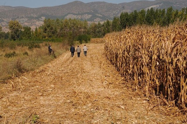 Mısır Hasatı