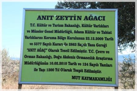 1300 Yıllık Zeytin Ağacı