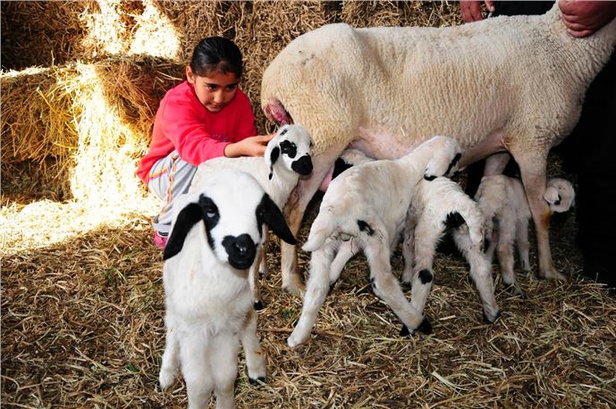 Osmaniye'de koyun beşiz doğurdu