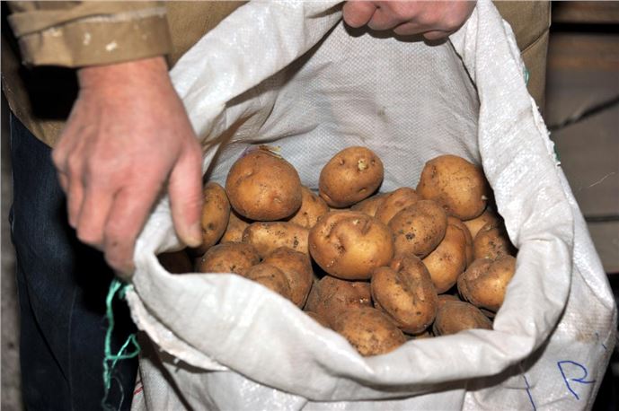 Başçiftlik ''tescilli patates''le kalkınacak