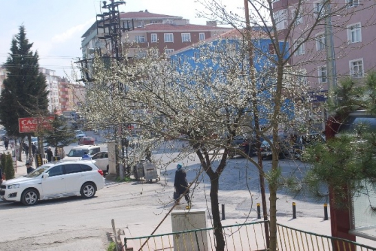 Çerkezköy'de Meyve Ağaçları Çiçek Açtı