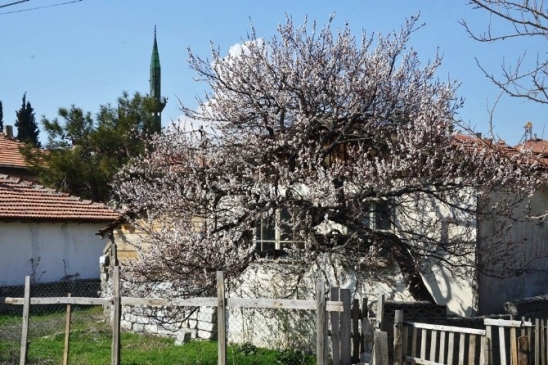 Gediz'de İlkbahar Kendini Erken Gösterdi