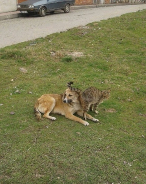 Kedi Ve Köpeğin Dostluğu