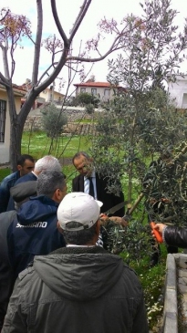 Didim Kaymakamı Yönden Zeytin Budama Kursunu Ziyaret Etti