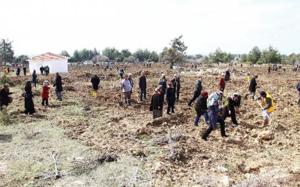 Binlerce Fidan Toprakla Buluşuyor