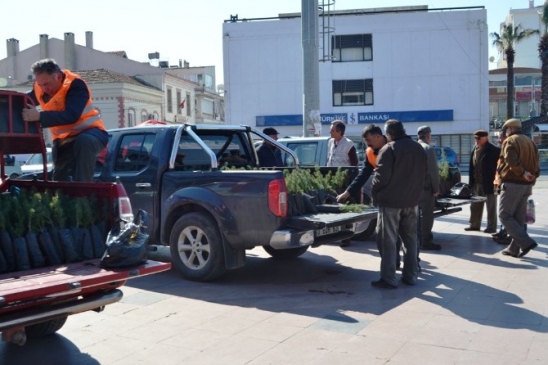 Ayvalık'ta Binlerce Fidan Toprakla Buluşturulması İçin Vatandaşlara Dağıtılıyor