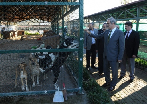 CHP'nin Barınak Hayvanlarının Satıldığı İddiasına Altepe'den Cevap