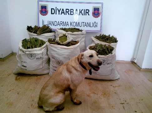 Diyarbakır'da 102 Kilogram Esrar Ele Geçirildi