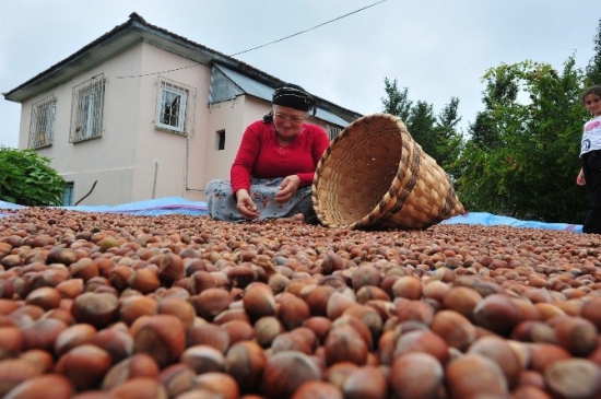 728 Ton Tavuk Ayağı Bin 256 Ton Fındık İhraç Edildi