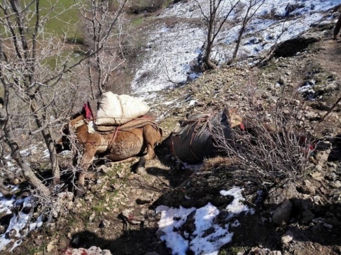 Mahkeme Kararıyla Öldürülen Katırlara Köylü Tepkisi