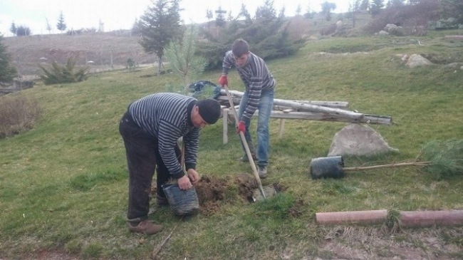 Şuhut'ta 2015 Fidan Dikim Çalışmaları