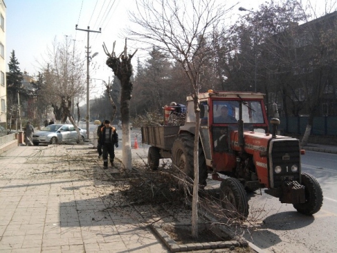 Büyükşehir'den Budama Çalışmaları