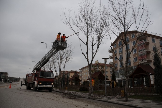 Ağaçlara Bakım Yapıldı