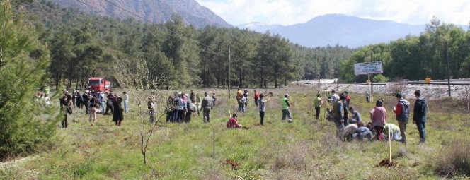 Köyceğiz'de Sığla Dikim Şenliği Düzenlendi