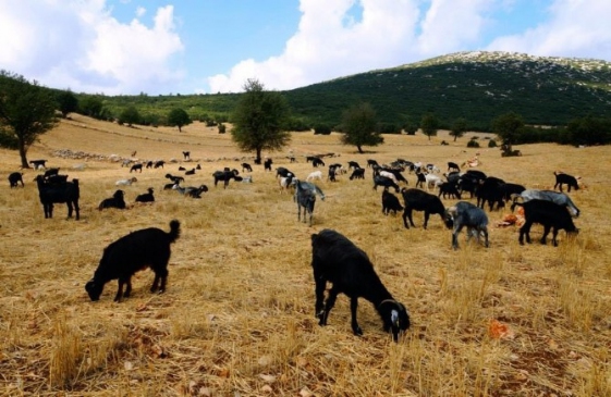 Doğaseverler Göç Yolunda Yürüyecekler