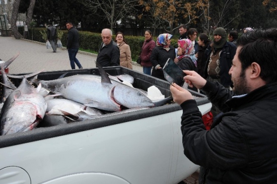 Kaçak Avlanan Orkinoslara El Konuldu