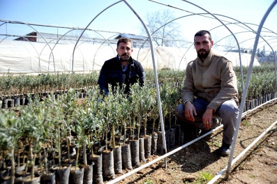 200 Milyon Zeytin Ağacı Hedefinin Yüzde 80'ini Orhangazi Karşıladı