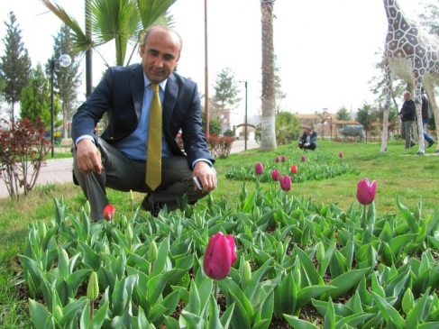 Araban Belediye Başkanı Mehmet Özdemir'in Lale Sevgisi