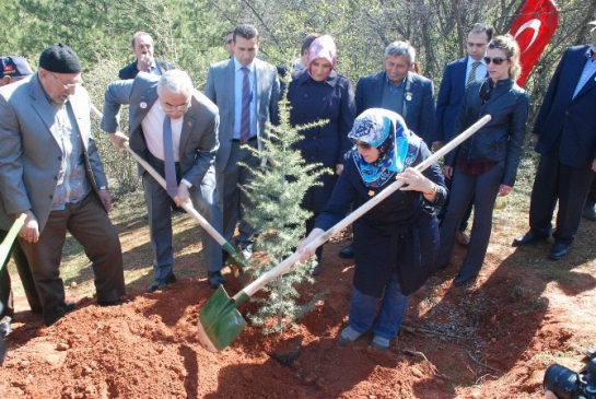 Tokat Bereket Ormanı'na 200 Fidan