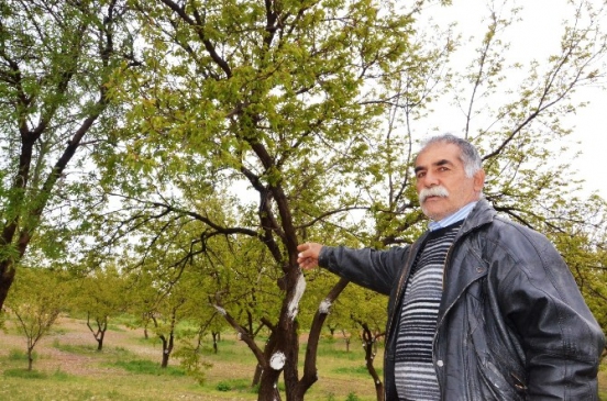 Kayısı Bu Yıl Da Dondan Zarar Gördü