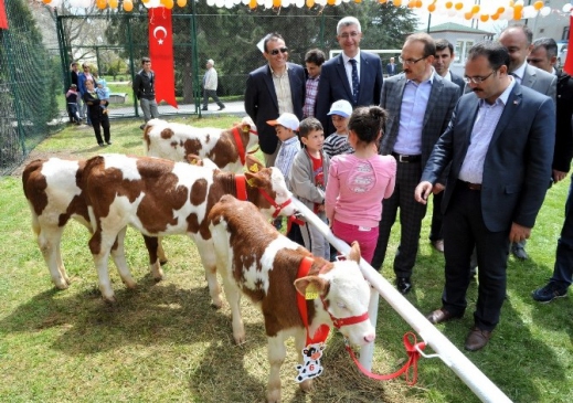 Uşak'ta En Güzel Buzağı Yarışması Düzenlendi