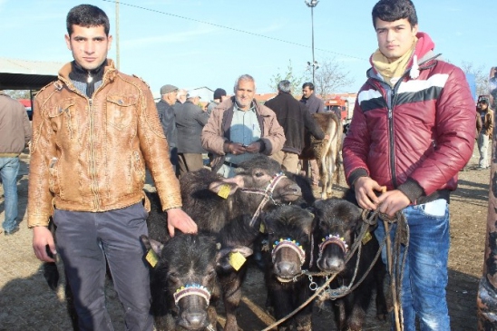 Destekler Arttı Mandalar Kıymete Bindi