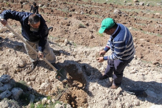 Kocasinan Kaymakamlığı Personeli Çanakkale Şehitler Ormanı'na Fidan Dikti