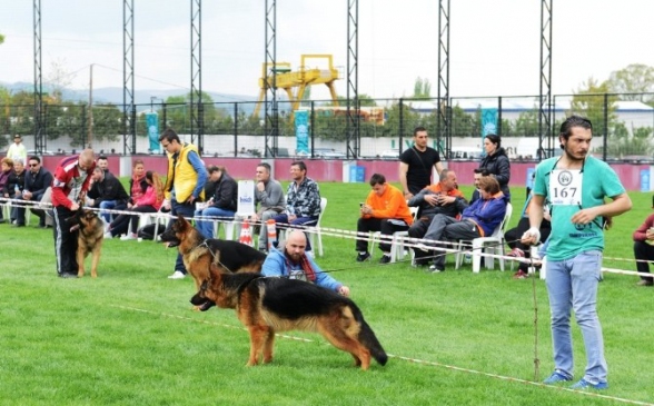 Alman Çoban Köpekleri Nilüfer'de Yarıştı