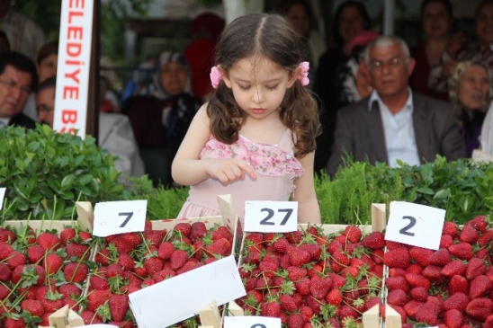 Aydın'da 2014 Yılında 62 Bin 859 Ton Çilek Üretildi