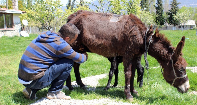 Hasta annesi için eşek çiftliği kurdu!