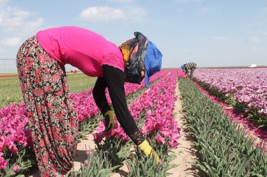 Türkiye'nin Laleleri Konya'da Yetişiyor