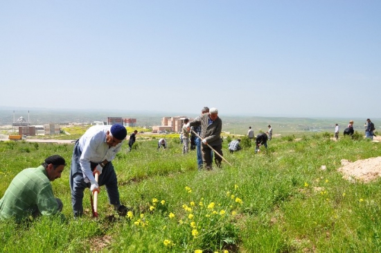 BÜ Batı Raman Kampüsü'nde Ağaçlara Bakım Yapıldı