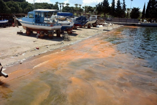 Deniz Kirliliği Sandılar Balık Yumurtası Çıktı