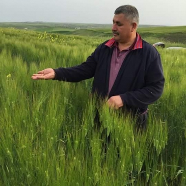 Turanlı'dan "Pas Ve Septoria" Uyarısı