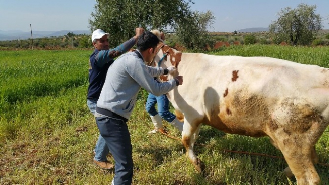 Büyükbaş Hayvanlara İlkbahar Şap Aşılama Kampanyası