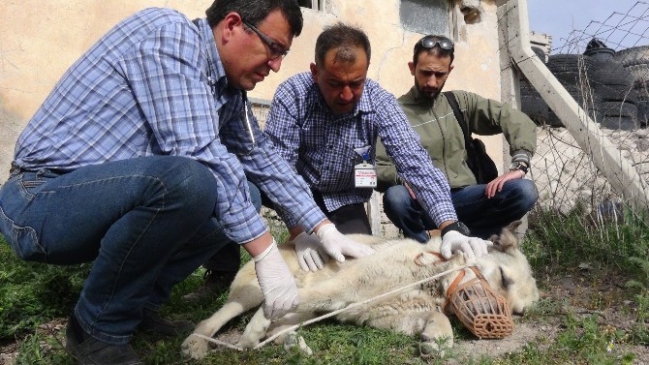 Araç Çarpması Sonucu Ayağı Kırılan Köpeğe Sahip Çıktılar