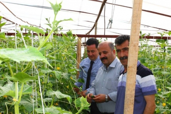 İlçe Tarım Müdürlüğü Seralarda İncelemelerde Bulundu