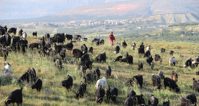 Sarıkeçili Yörüklerinin yayla göçü başladı!