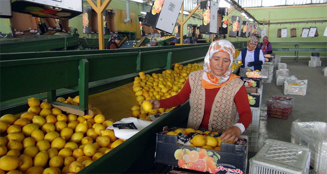 Irak’a limon ihracatı başladı!