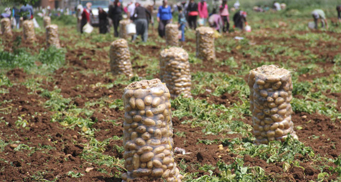 Patates tarlada 1 lira 70 kuruş pazarda 5 lira!