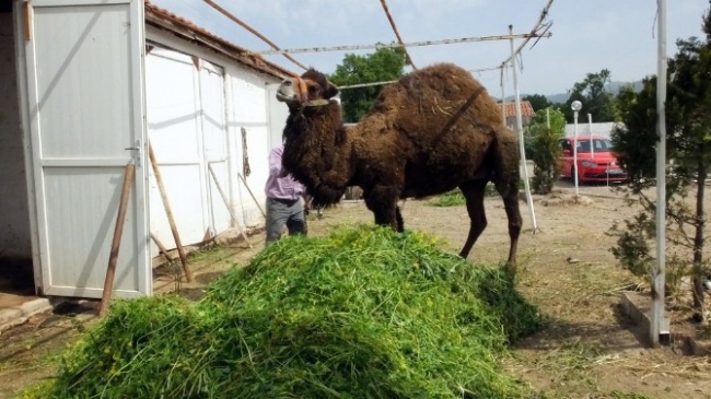 Burhaniye'de Güreş Develerine Bahar Bakımı