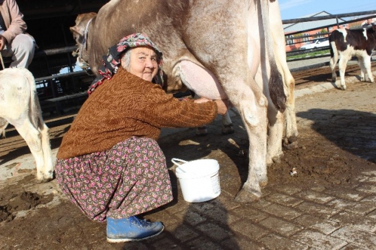 Girişimci Diye Buna Denir Hiç İneği Yok Yüzlerce Litre Süt Satıyor