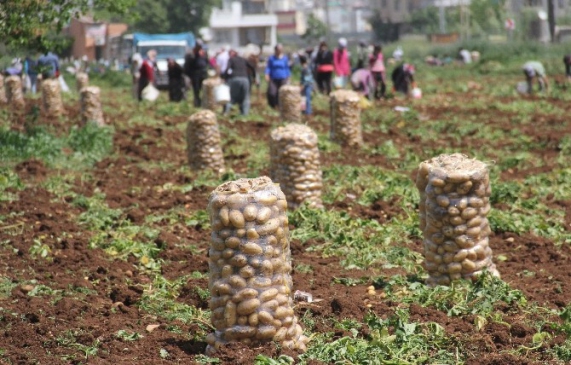 Patates Tarlada 1 Lira 70 Kuruş Pazarda 5 Liraya Satılıyor