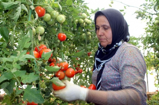 Ege İhracatını Tarım Ayakta Tuttu