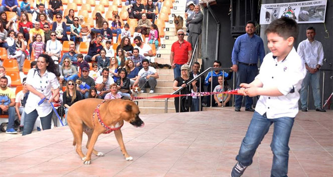 Çukurova’da en güzel köpek yarışması!