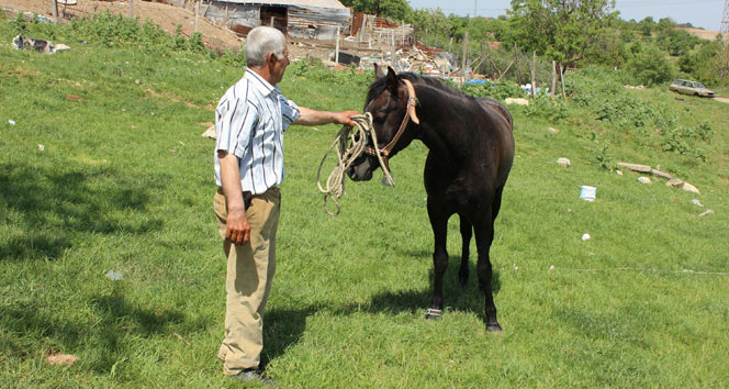 5 bin lira maaşlı at çobanı iş başı yaptı!