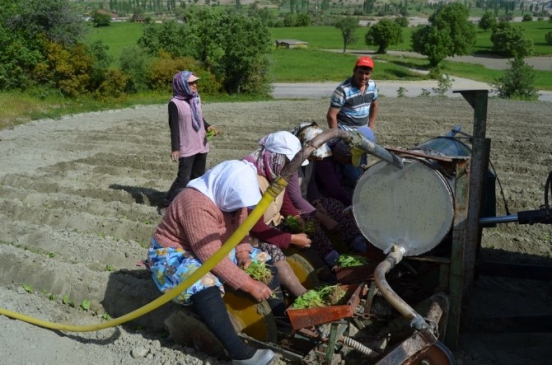 Selendi'de Tütün Üreticisinin Tatlı Çilesi Başladı