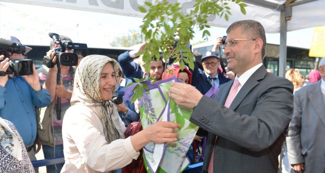 Üsküdar’da mor salkım erguvan ve mimoza şenliği!