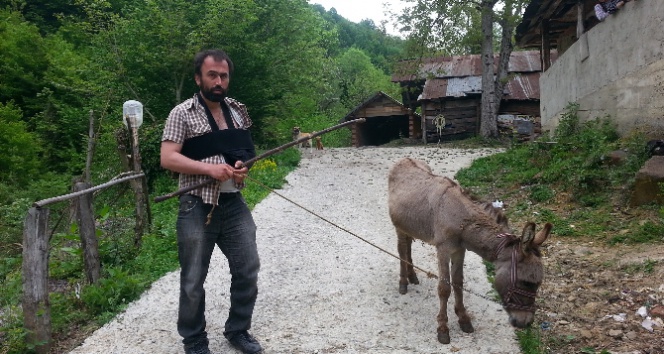 Eşeğin saldırısına uğradı, eski sahibine dava açtı!