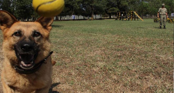 Köpek besleme kavgası 1 ölü, 1 yaralı!